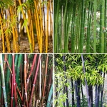 300Pcs Sementes De Bambu Phyllostachys Pubescens Jardim Quintal Office Office Home Decor