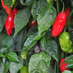 30Pcs Chili Scorpion Hot Pepper Sementes Vegetal Planta Jardim Fazenda Quintal Bonsai