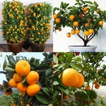 100Pcs Orange Tree Seeds Delicious Fruit Bonsai Anão Planta Garden Home Decor