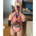 21.65 \\ '\\' Conjunto de Anatomia Humana Unisex Modelo Médico Anatômico Visceral 19 Peças de Ensino