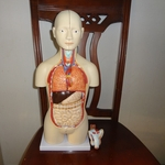 12 PCS 50 cm Conjunto de Anatomia Humana Unisex Human Anatomy Visceral Modelo Médico Anatômico Feminino / Masculino