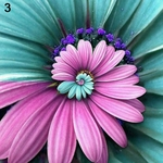 100Pcs Beautiful Miracle Daisy Rare Ornamental Garden Flowers Plant Sementes De Bonsai
