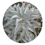 100Pcs California White Sage Seeds Salvia Apiana Aromatics Cerimonial