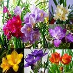 100Pcs Frésia Perene Sementes De Flores Perfumadas Jardim Interno Bulbos Raros De Bonsai