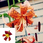 100Pcs Lily Bulb Seeds Lilium Perfume Flower Plant Home Garden Varanda Bonsai
