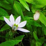 100pcs Lobelia Chinensis Sementes De Flores Bonsai Planta Horta Quintal Varanda Decoração