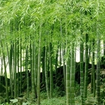 100Pcs Preto Roxo Verde Phyllostachys Pubescens Moso-Bambu Sementes Plantas