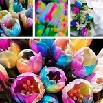 100Pcs Tulip Sementes Jardim Varanda Ao Ar Livre Bonsai Perfume Flor Planta Perene