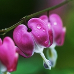 10Pcs Ervas Perenes Dicentra Spectabilis Flor Planta Sementes De Coração De Sangramento