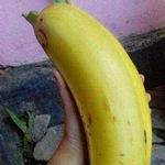 130pcs Grandes Sementes De Banana Jardim Quintal Planta Fácil Crescer Frutas Nutritivas