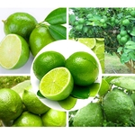 10Pcs Sementes De Limão Tropical Citrus Tree Tree Varanda Varanda Garden Yard Plant