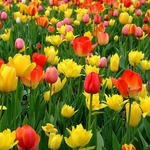 150Pcs Tulip Sementes Jardim Varanda Ao Ar Livre Bonsai Perfume Flor Planta Perene