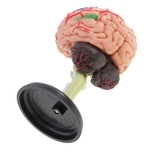 4d Desmontado Cérebro Humano Anatomia Estrutural Modelo 31 Peças Ferramenta De Ensino