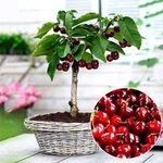 50Pcs Sementes De Cereja Quintal Delicioso Doce Árvore De Frutas Planta Bonsai Em Casa