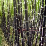 50Pcs Sugarcane Seeds Delicious Juicy Fruit Plant Home Garden Quintal Farm Decor