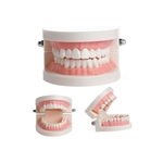 Arcada Dentária Decorativa para Consultório