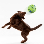 Argila engraçado cão bola agilidade bola brinquedo cachorro jogo de bola pet risadinha bola