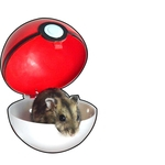 Passe Pet Através de segurança que exerçam bola com buracos de ar para Reptile Hamster Weasel Esquilo Hedgehog cor aleatória