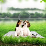 Cão E Puppy Training Mats Pet Dog Fraldas Fraldas Desodorante absorvente