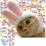 LAR Cat Funny Pet Coelho Quente Forma Hat Cosplay Foto Props