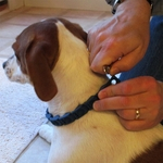 Ajustável Blue Collar cores Pet para cães grandes Outdoor Training