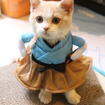 Costume Engraçado Dog Cat Uniforme Suit Clothes Cachorrinho Vestir-se Fato Roupa Partido Cosplay