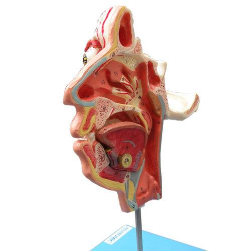 Crânio Facial com Demonstrativo de Nervos - Anatomic - Cód: Tzj-0300-n