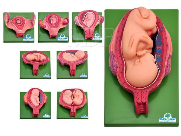 Desenvolvimento Embrionário em 8 Estágios - Sdorf Scientific