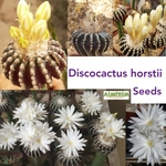 Discocactus Horstii - 25 Sementes - Espécie Rara!