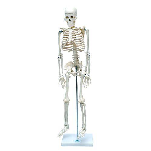 Esqueleto Humano de 85 Cm com Suporte Sd-5002 - Sdorf Scientific