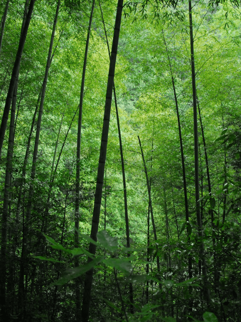 Essência Bamboo, 30 Ml.