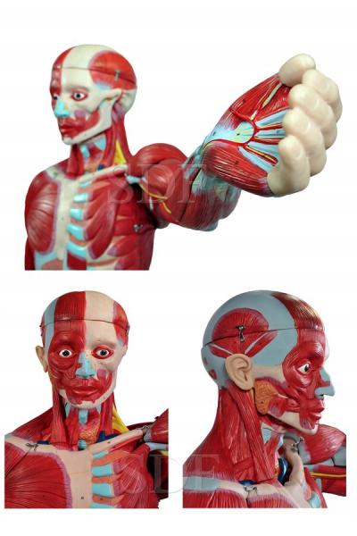 Figura Muscular de 1,70 Cm com Órgãos Internos em 29 Partes Sd-5026 - Sdorf Scientific