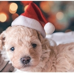 Bonito Red Hat Plush com laço branco para Pet Dogs Natal Desgaste ornamento