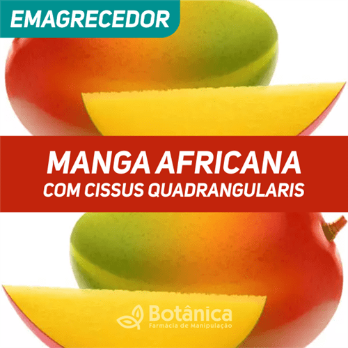 Manga Africana com Cissus Quadrangularis