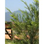 Óleo Essencial Orgânico Herbia De Tea Tree 10 Ml