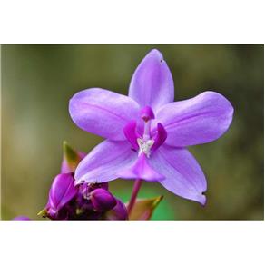 Orquídea - Eau de Cologne Feminina