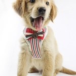 Pet Dog Chest Strap Stripe gravata Peito Belt Comfort Vest