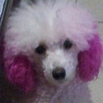 Pet Grooming cabelo cor de creme cabeleireiro Gel para cães