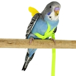 Pet Parrot Pássaro Harness Leash Rope Set Voar Peito Cintos para Outdoor Training cor aleatória