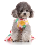 Pet primavera e no ver?o fine fruta Imprimir Costumes Dog Pet Dog Saia