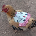 Poultry Hen Saddle Avental da asa de galinha Voltar Protector Feather