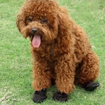 Sapatos De Malha Para Cães Botas Para Animais De Estimação Botas De Proteção Respirável
