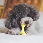 Sem Pour Dog Glue Chew Molar resistente à mordida limpeza dos dentes de Segurança Pet Toy Training