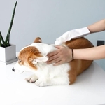 Supplies Pet Wet Wipes Tissue Bath Cleanser descartável Luvas Duche Grooming de limpeza para cães pequenos Gatos Gravidez Esterilização