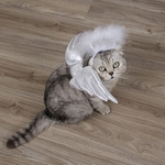 Sweet Angel Branco Cosplay Asas Cap Set For Cat Dog Pet Wear