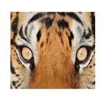 Tiger Eyes poli¨¦ster imperme¨¢vel material colorido Impress?o Toalha de Mesa 137 * 137
