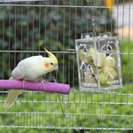Transparente Suspensão Pet Birds Acrílico Feeder para Parrot Toy enigma da forragem
