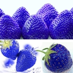 Urparcel Azul morango Sementes nutritivos Sementes deliciosa fruta Em estoque