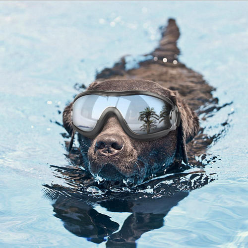 Waterproof Ultraviolet à prova Pet Dog Goggle Proteção Óculos Eye Protector Pet Acessórios