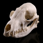 5x Artificial Raposa Crânio Osso Resina Estatueta Modelo Halloween Prop Ornamentos